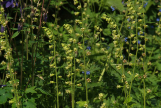 Tellima grandiflora bestellen